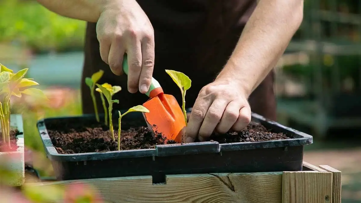 gardening-beginners image