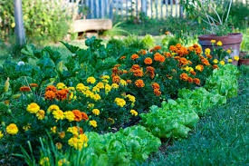 Companion Planting gardening image