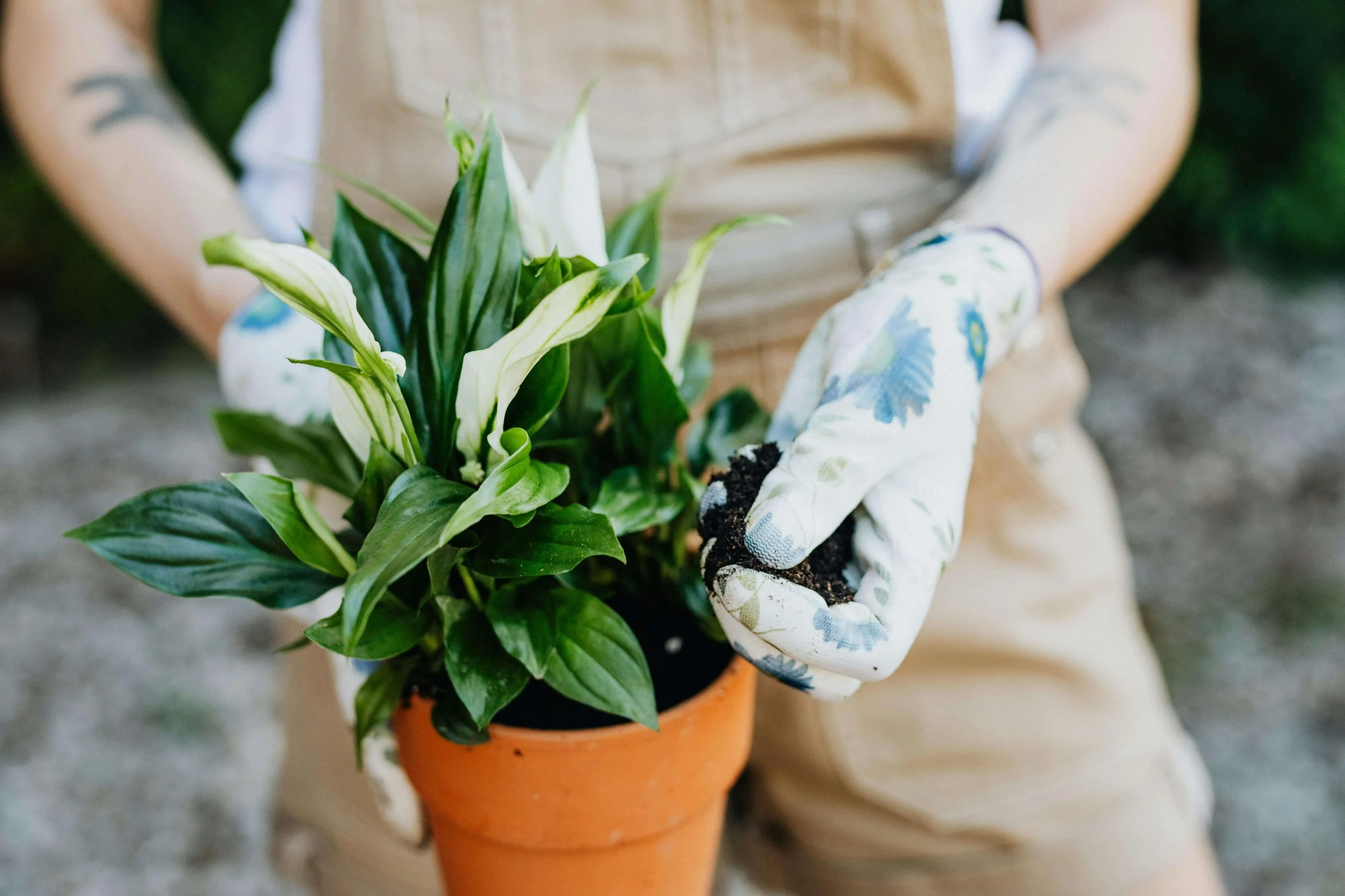 indoor gardening activities Peace Lily tree plant image