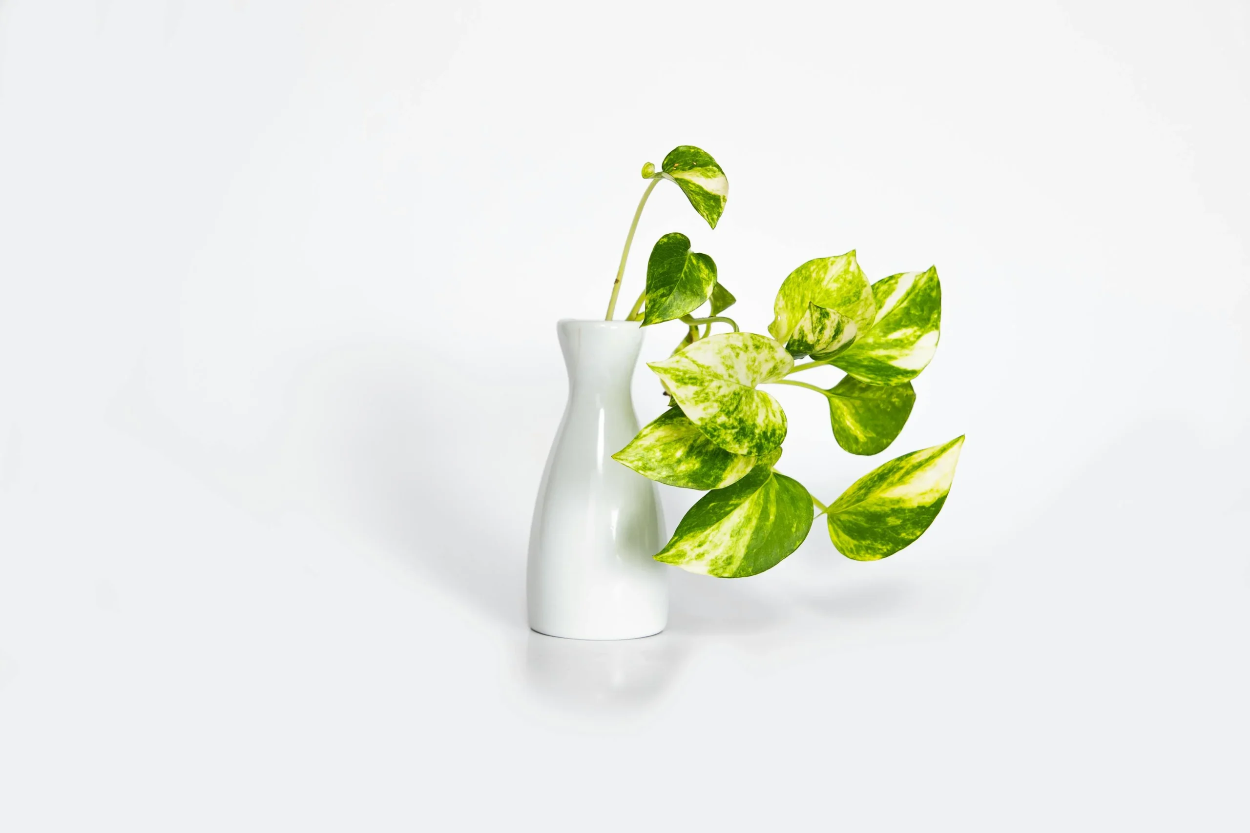 indoor gardening activities Pothos tree image 