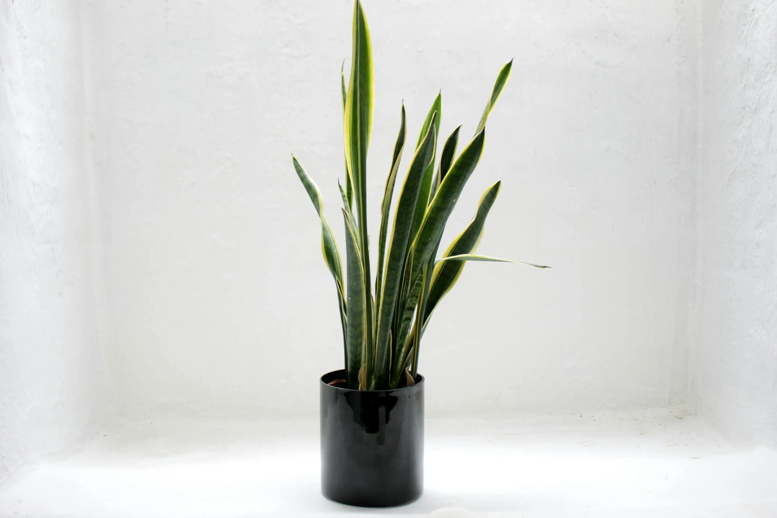 indoor gardening activities Snake Plant tree image