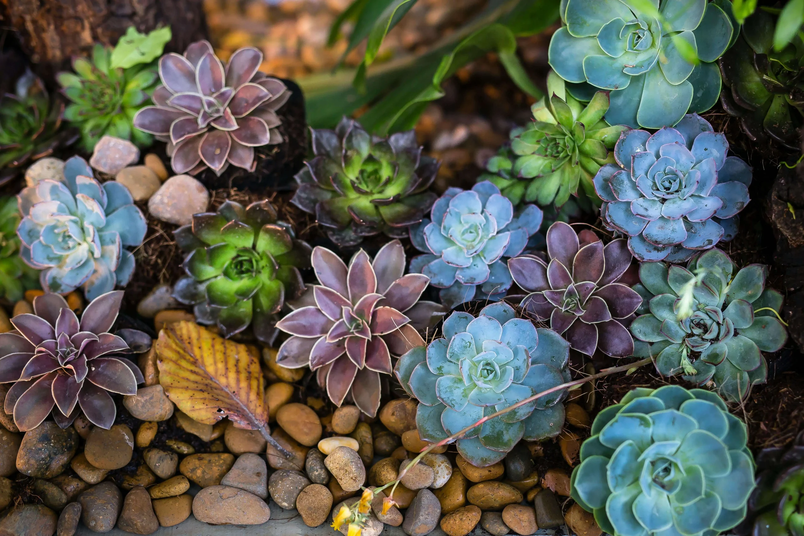 indoor gardening activities Succulents image